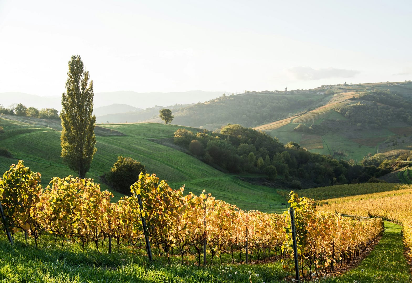 Unlocking Napa's Treasures: Antinori's Arcadia Vineyard Story