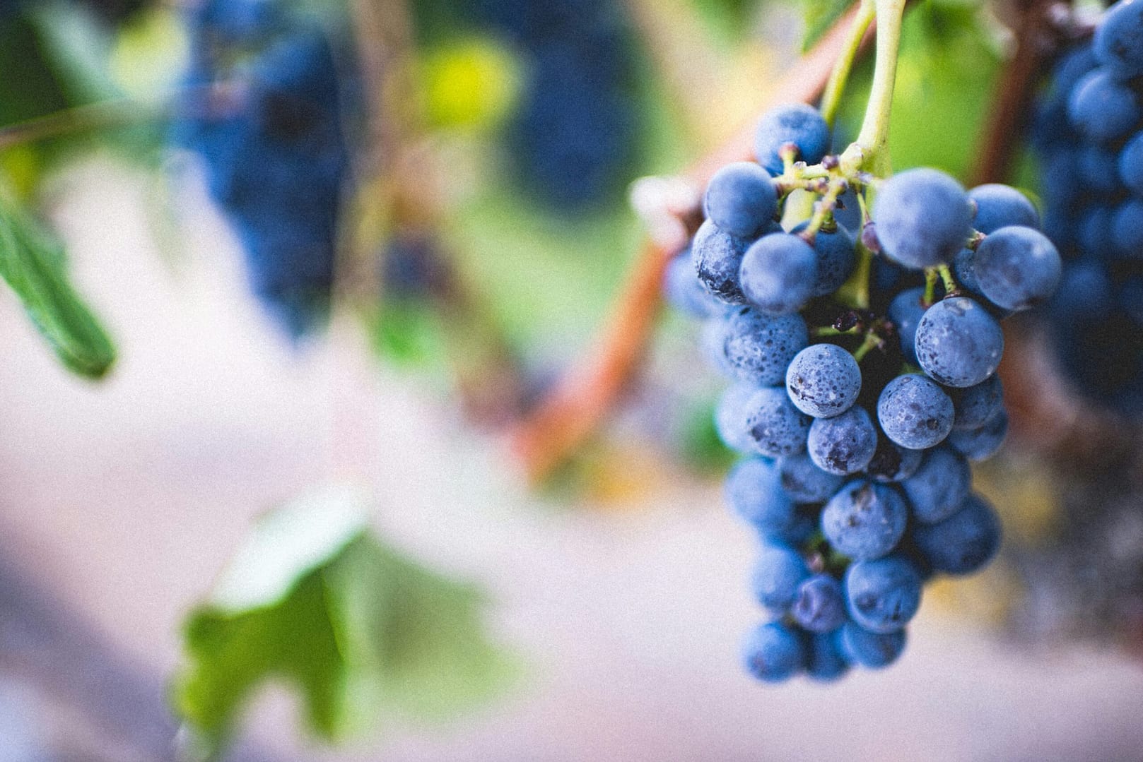 Why Malbec is the Hidden Gem of 2025's Wine Scene