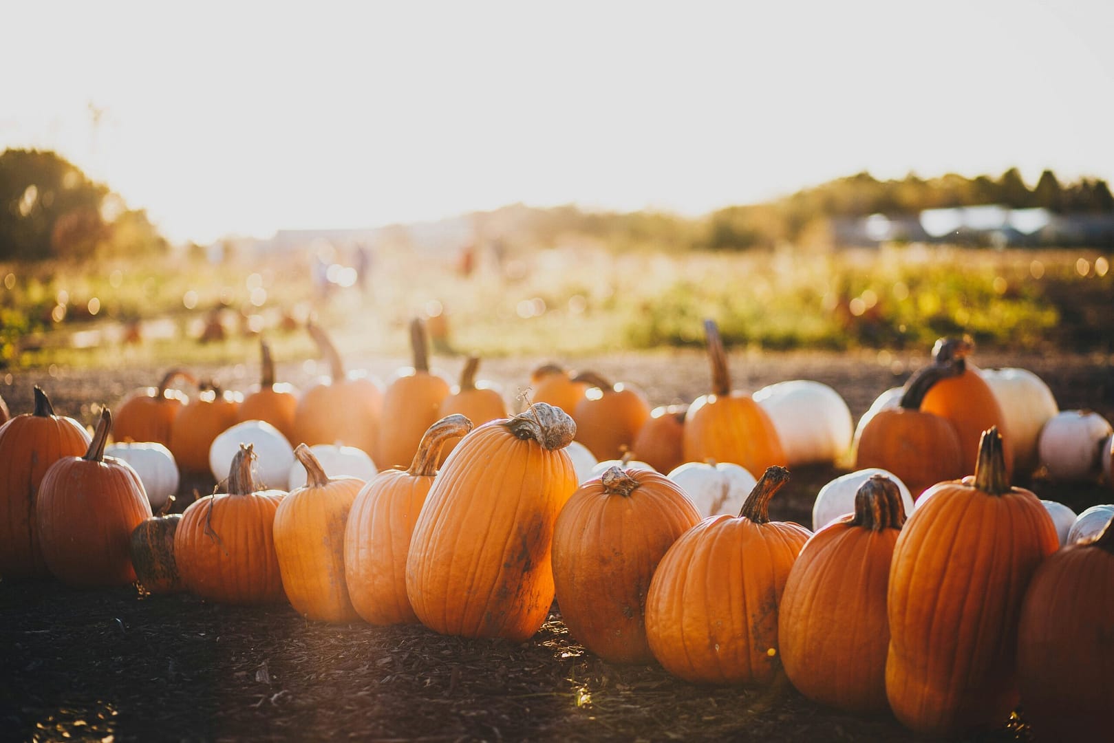 Discovering the Joy of Pumpkin Chips: A Personal Tale