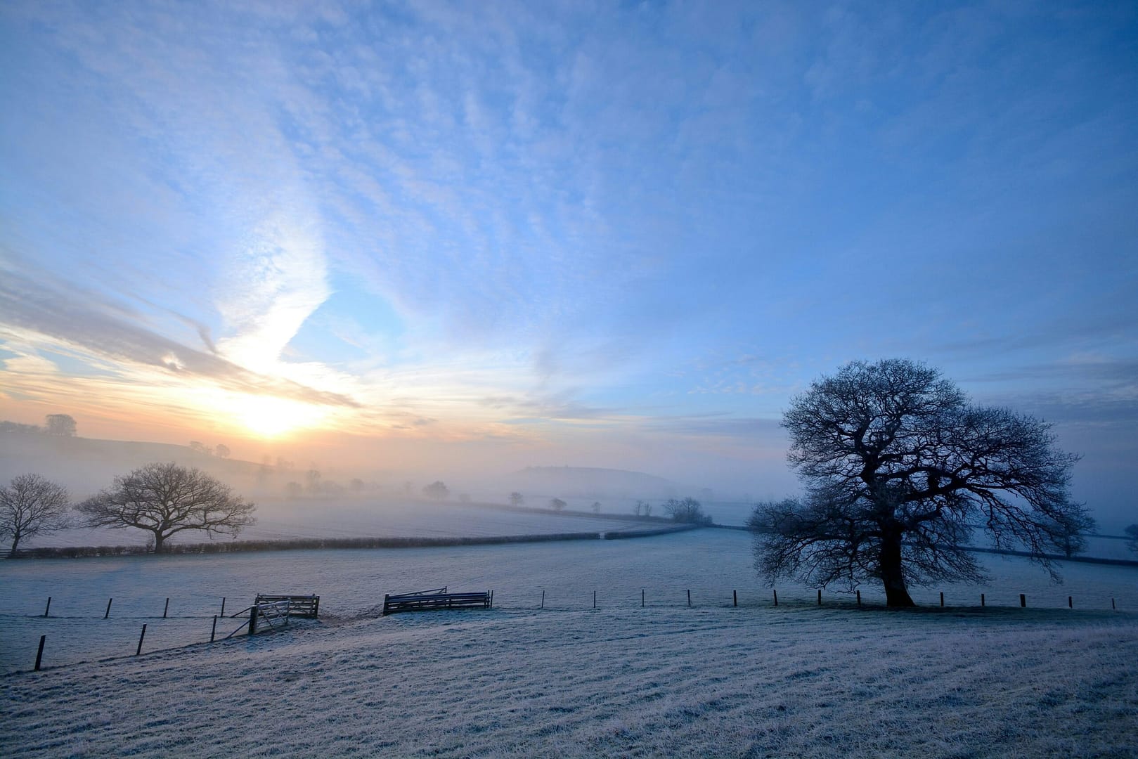 Frost Protection Secrets for Thriving Vines Revealed