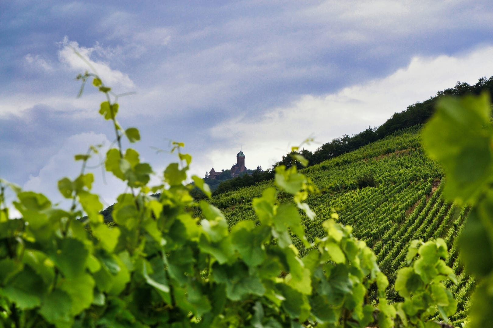 Burgundy Vandalism: A Winemaker's Unexpected Struggle