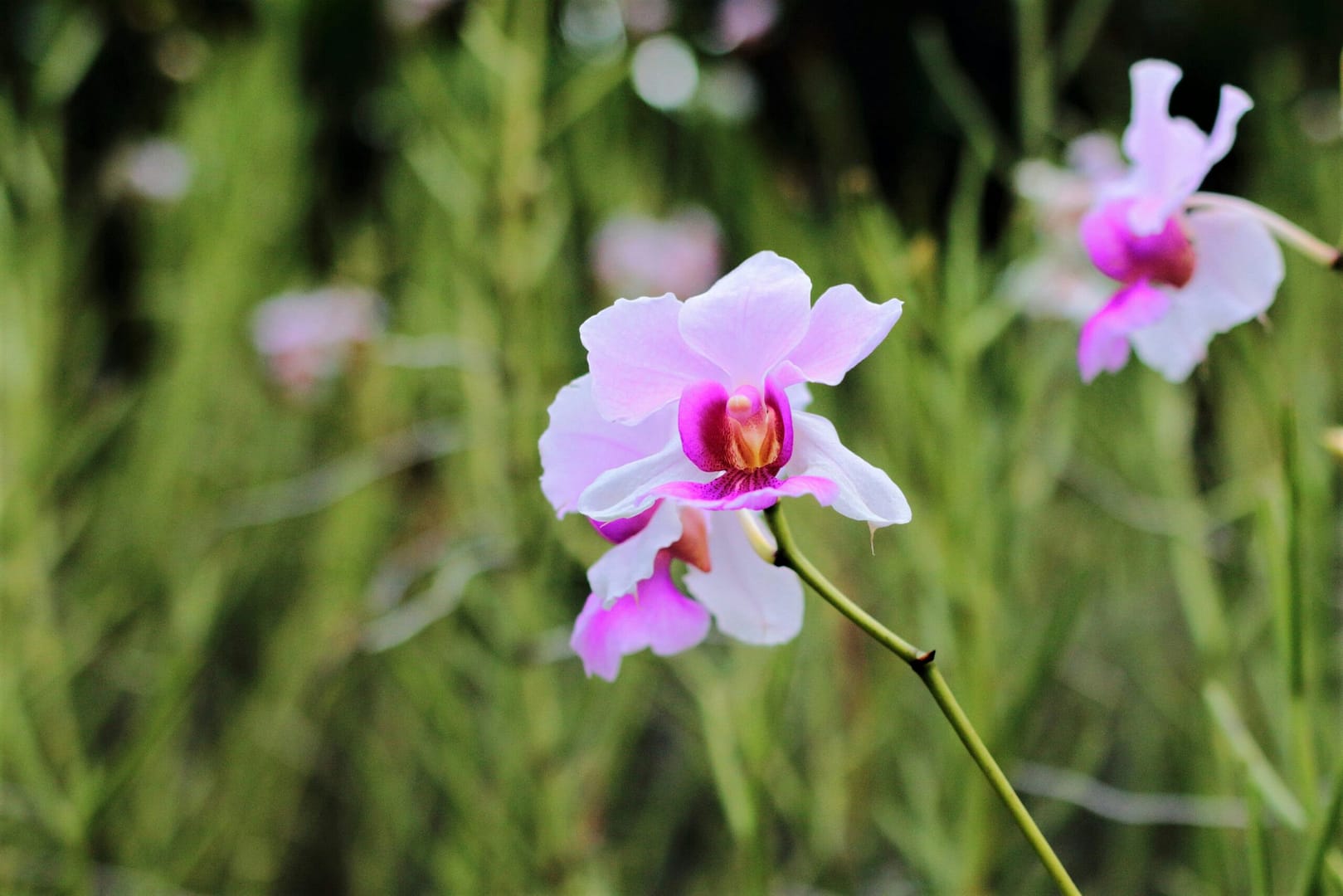 Why Orchids and Wine Make Perfect Bedfellows