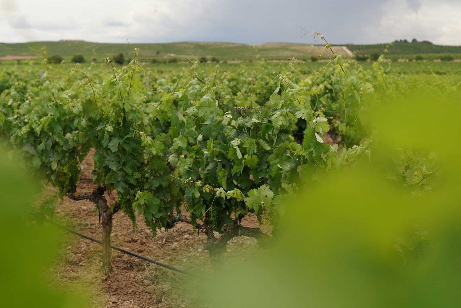 Growing Success: Secrets Behind Healthy Vines Revealed