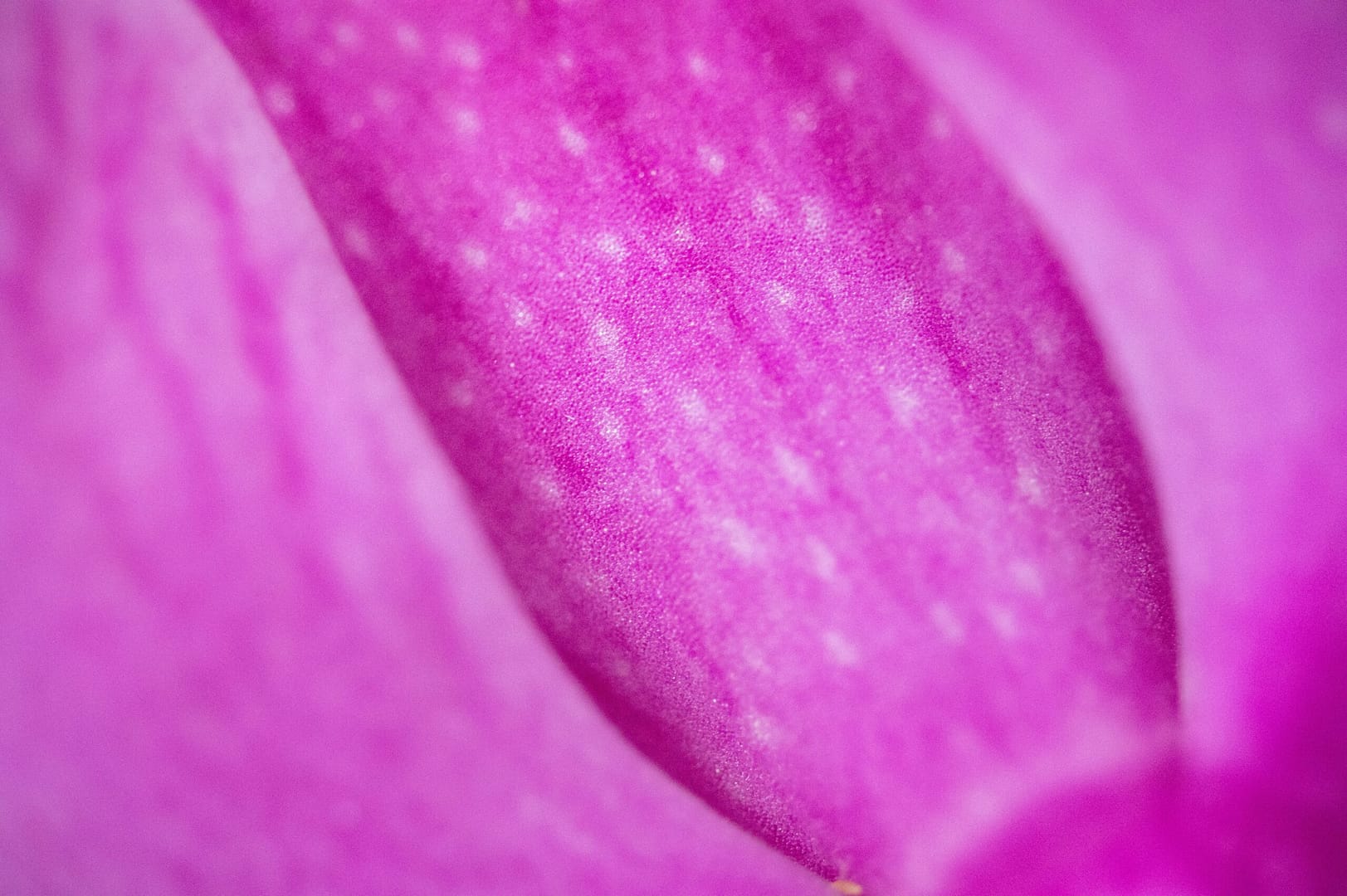 a close up view of a pink flower