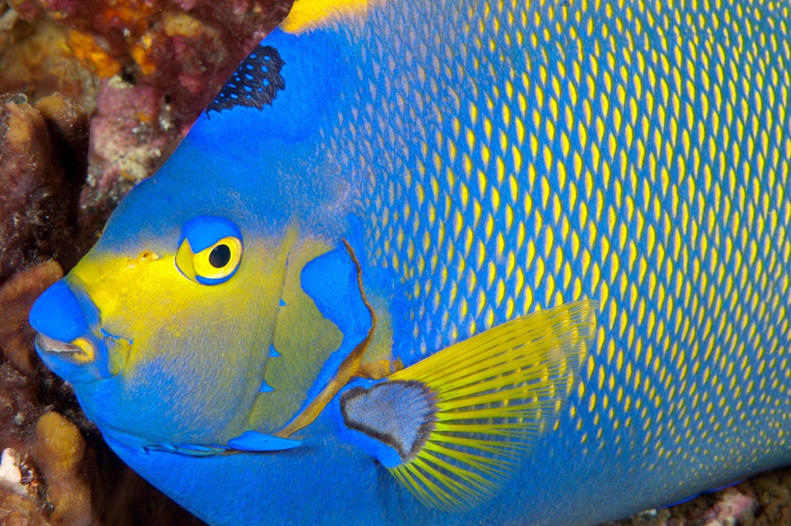 blue and yellow fish in water