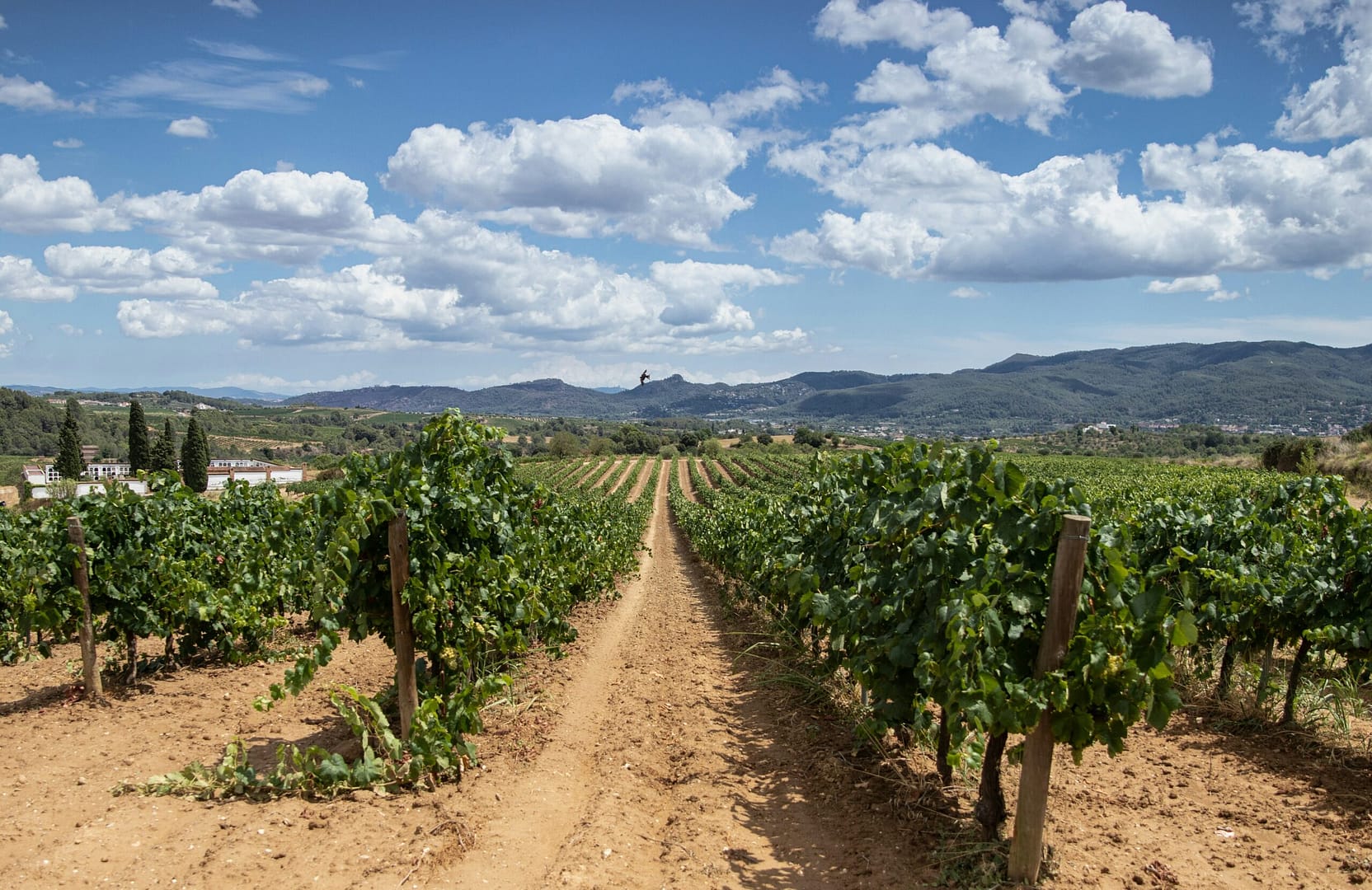 green plants on brown soil under white clouds during daytime